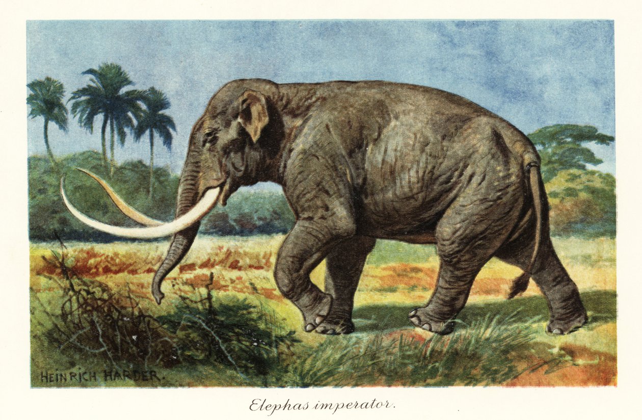 Columbiansk mammut uddøde arter af mammut, Pleistocæn., 1908 (Tryk) af Heinrich Harder
