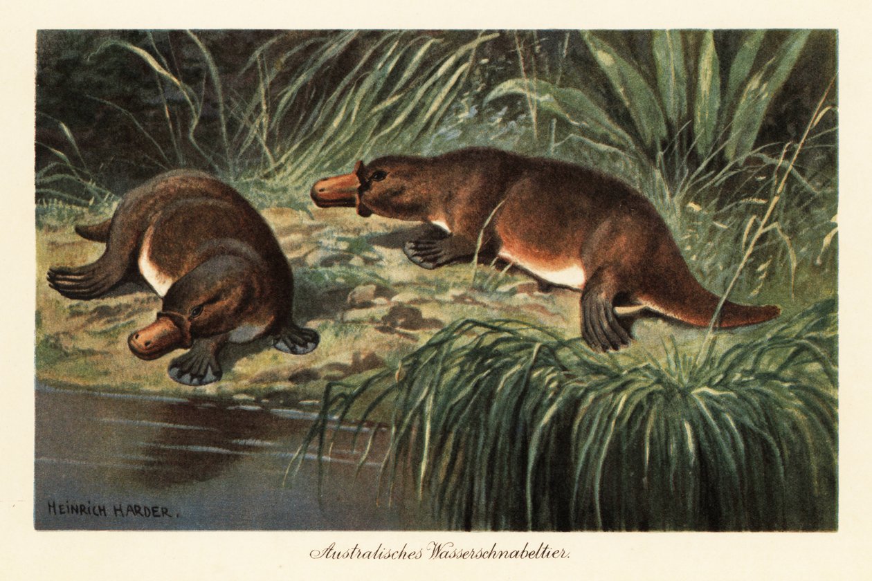 Andenæbbet næbdyr, Ornithorhynchus anatinus, på en flodbred. af Heinrich Harder