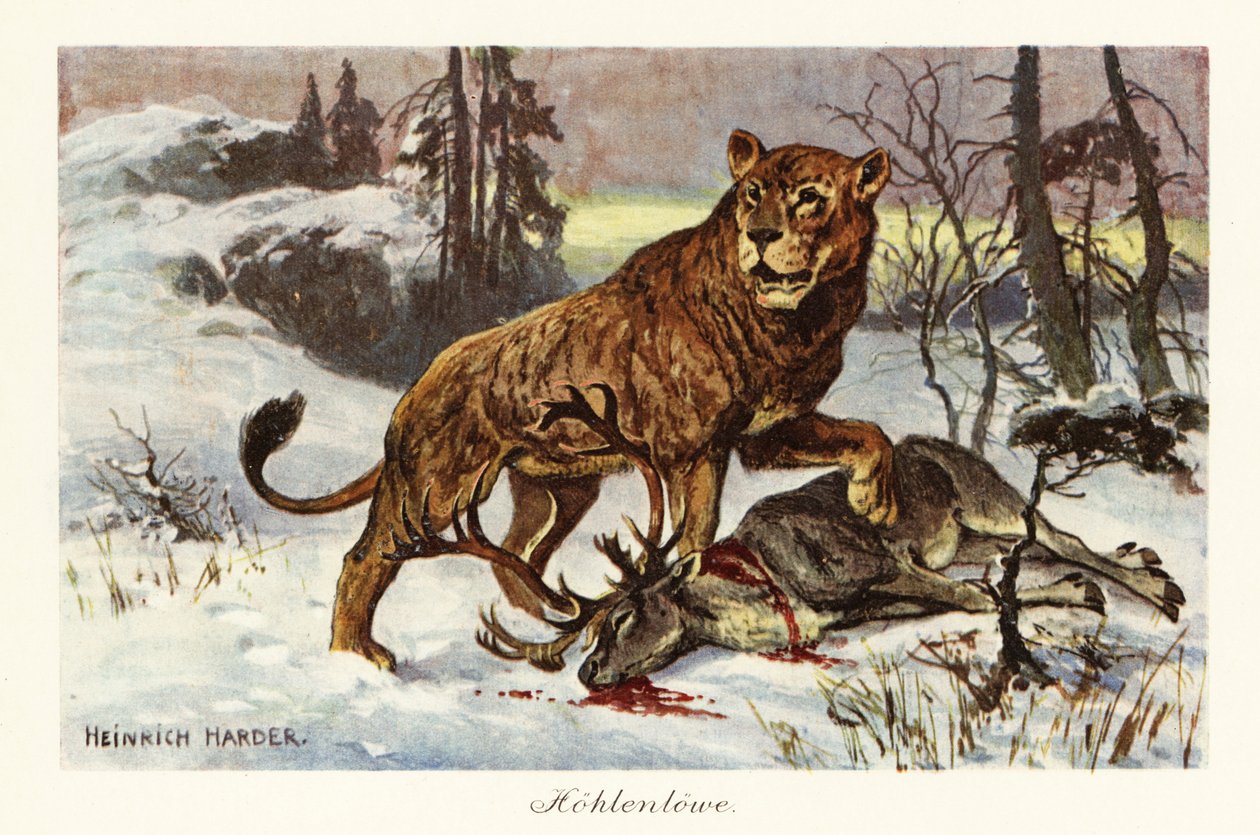 Eurasisk huleløve, Panthera spelaea., 1908 (tryk) af Heinrich Harder