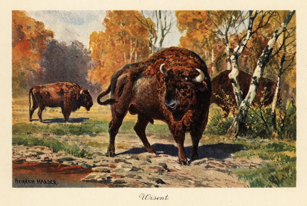Europæisk bison eller zubr i en skovlysning. af Heinrich Harder