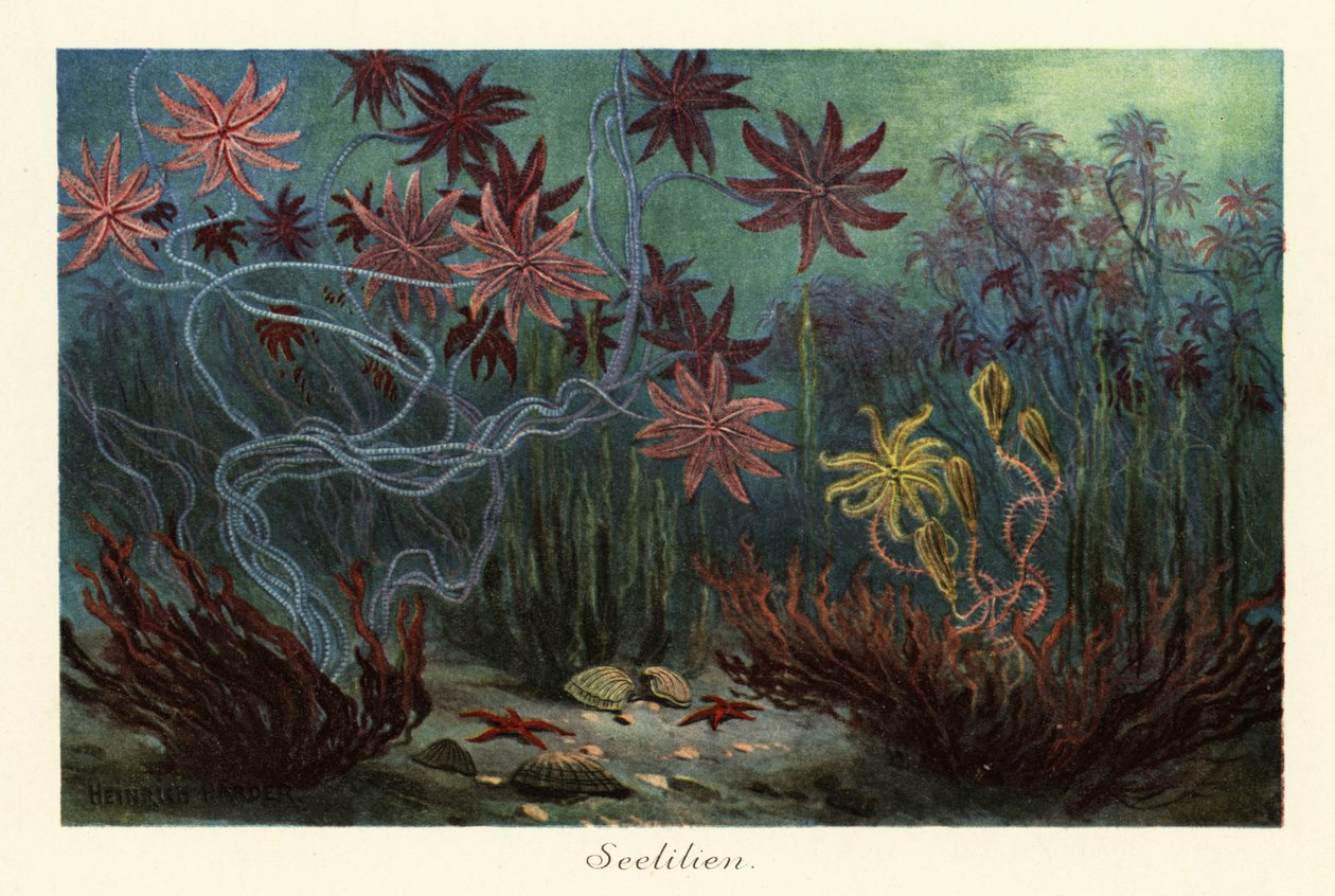 Uddøde søliljer eller crinoider, Crinoidea, på havbunden., 1908 (Tryk) af Heinrich Harder