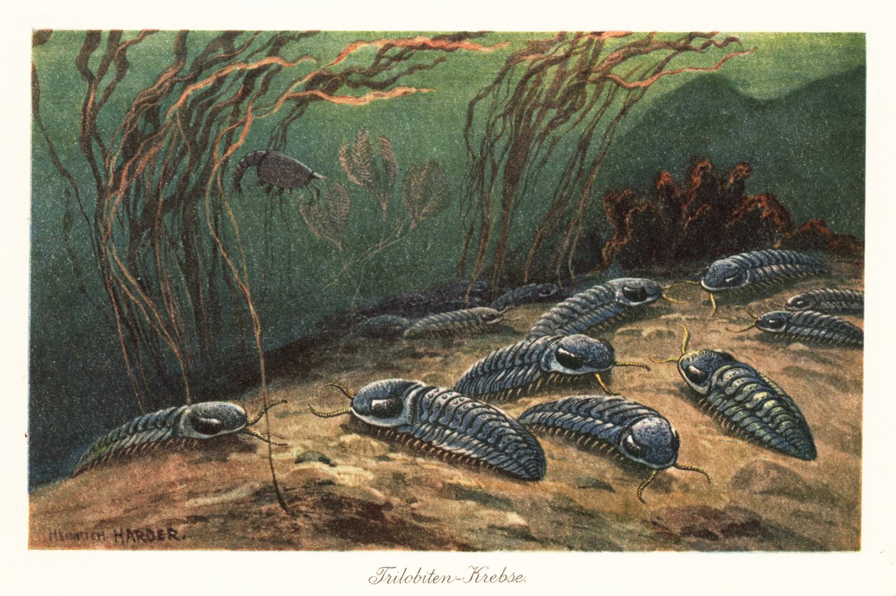 Uddøde trilobitter på havbunden. af Heinrich Harder