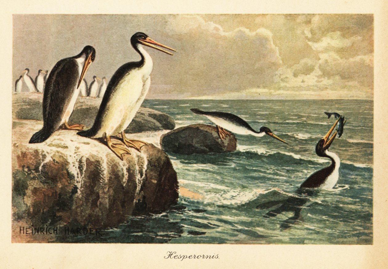 Hesperornis regalis, uddød flyveløs fugl, kridt. af Heinrich Harder