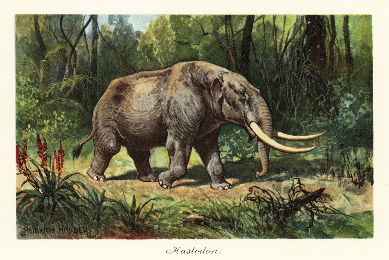 Mastodont af den uddøde slægt Mammuthus., 1908 (Tryk) af Heinrich Harder