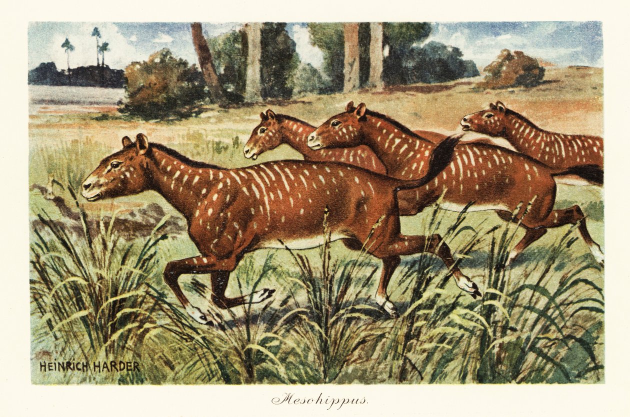 Mesohippus, uddød slægt af tidlig hest., 1908 (Tryk) af Heinrich Harder