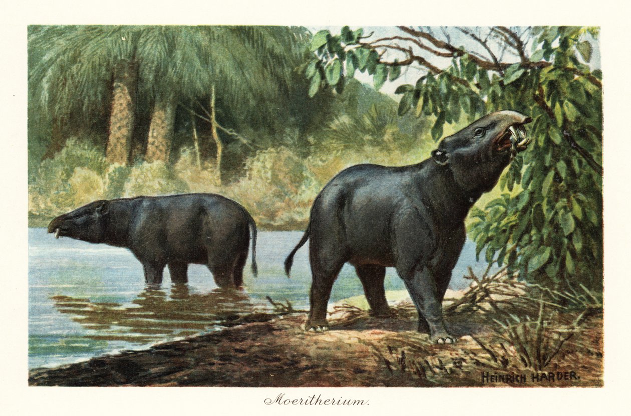 Moeritherium, uddød slægt af proboscidean fra eocæn. ,1908 (Udskriv) af Heinrich Harder