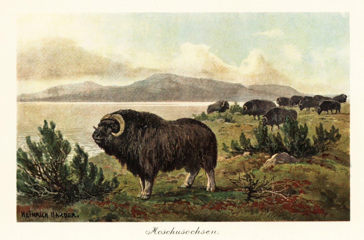 Moskusokse eller moskusokse, Ovibos moschatus., 1908 (Tryk) af Heinrich Harder