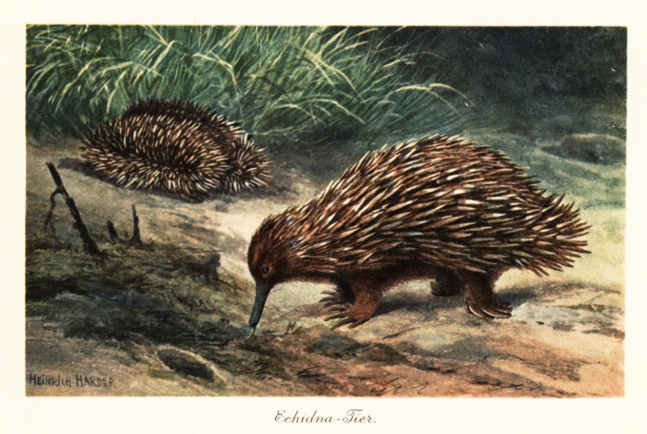 Kortnæbbet echidna, Tachyglossus aculeatus, fouragerer efter føde. af Heinrich Harder