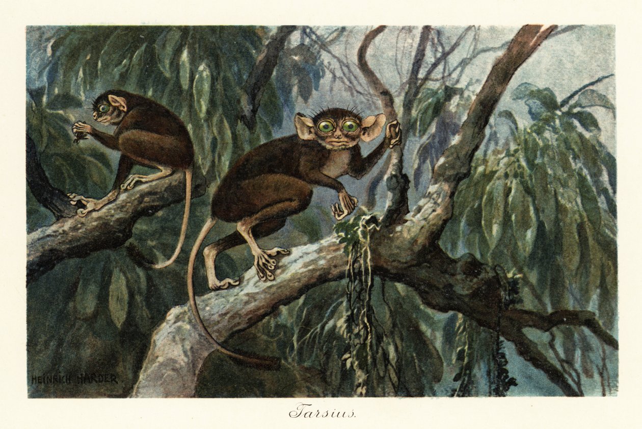 Tarsius, haplorrhine-primatslægt af tarsiers., 1908 (Tryk) af Heinrich Harder