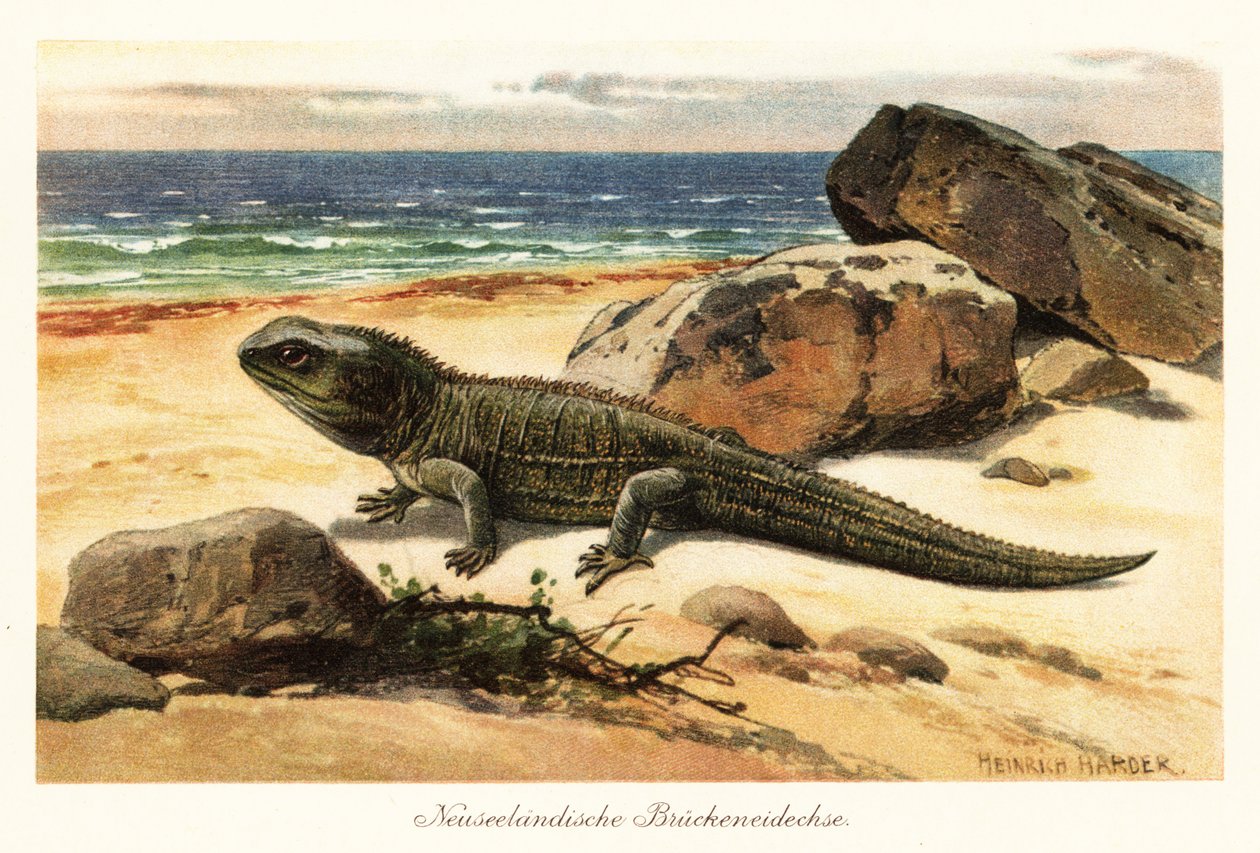 Sårbar tuatara, Sphenodon punctatus, på kysten. af Heinrich Harder