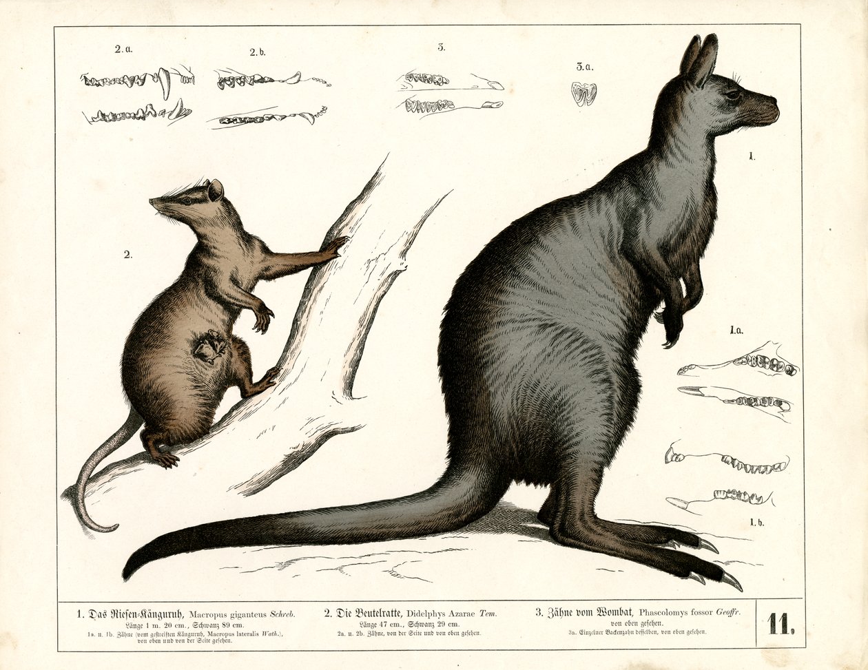 Australske og amerikanske pungdyr af Heinrich Leutemann