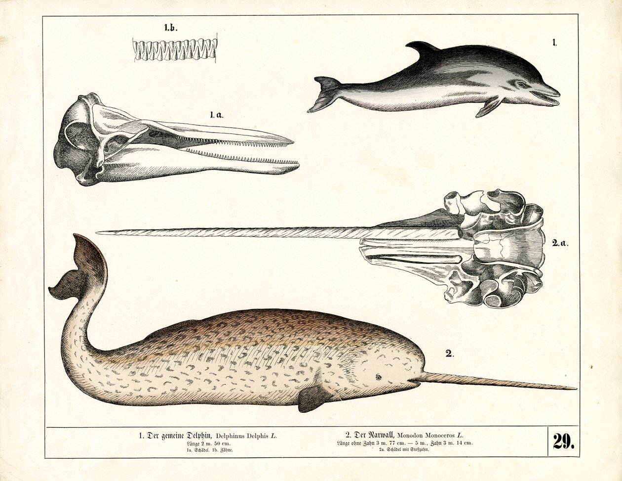 Almindelig delfin og narhval med anatomiske detaljer af Heinrich Leutemann