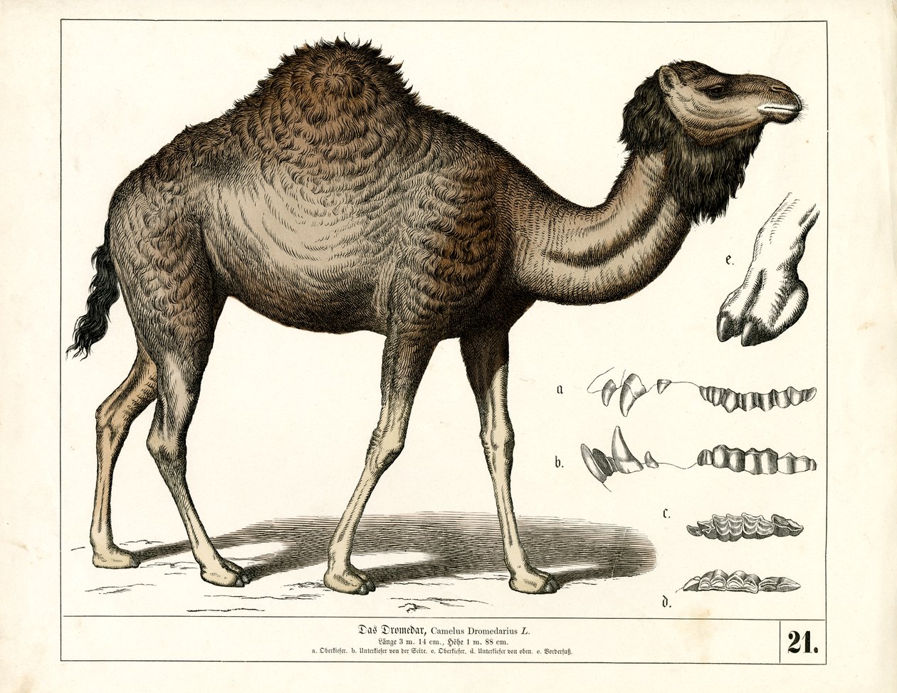 Dromedar med anatomiske detaljer af Heinrich Leutemann