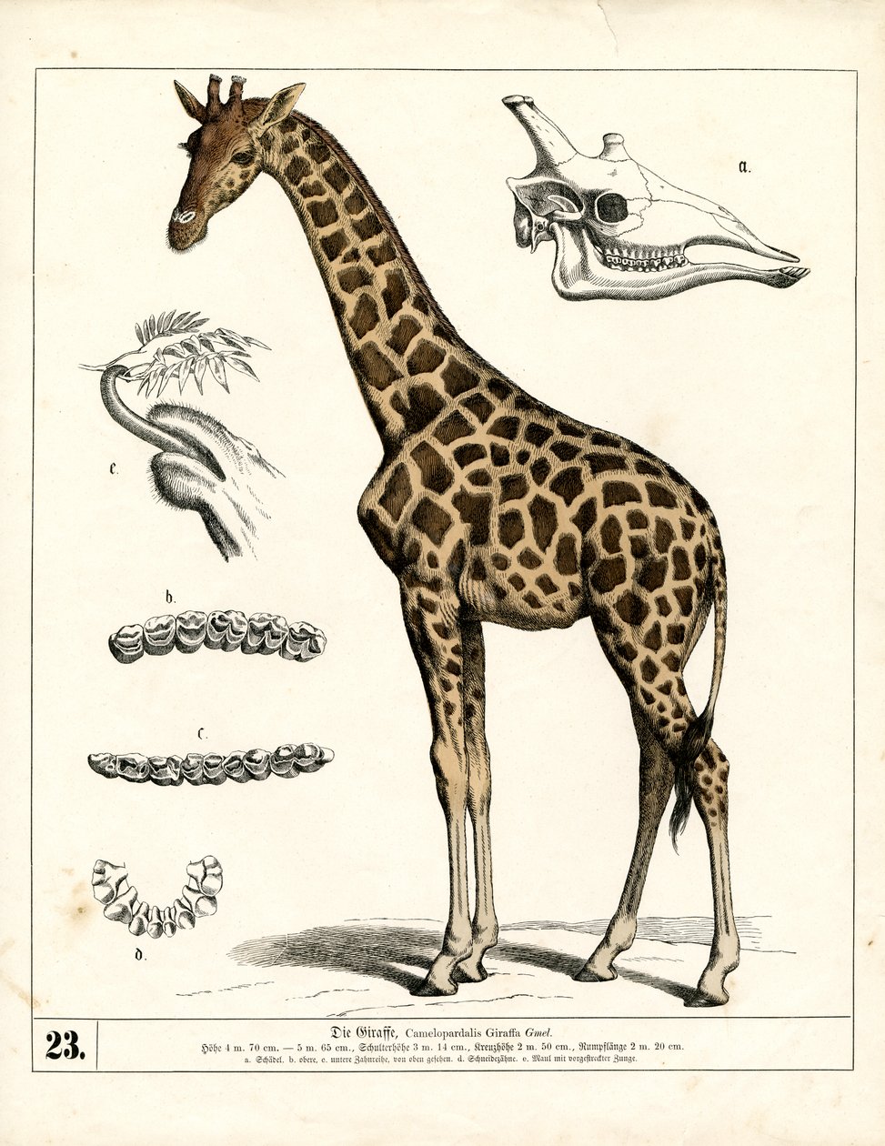 Giraf med anatomiske detaljer af Heinrich Leutemann