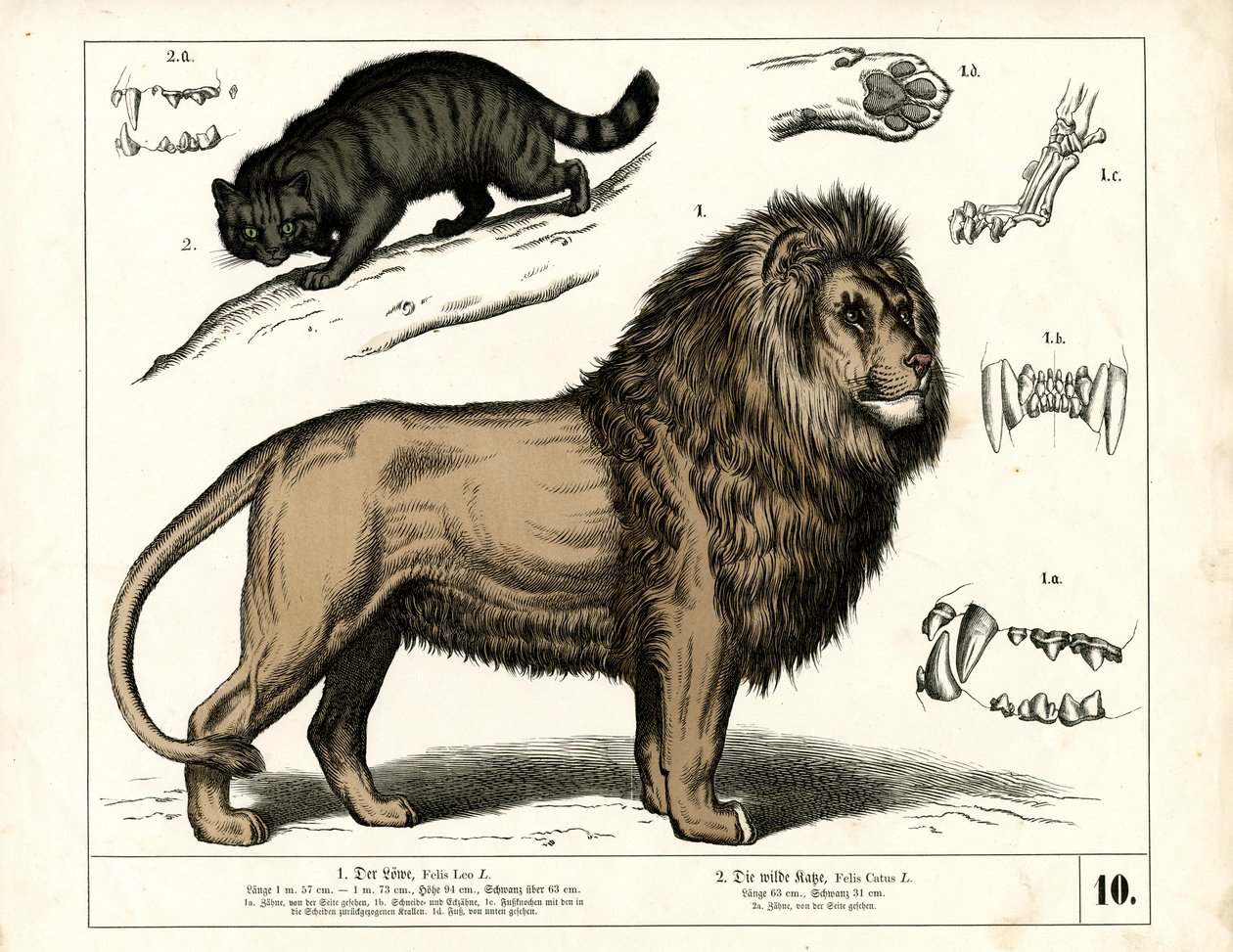 Løve og vildkat med anatomiske detaljer af Heinrich Leutemann