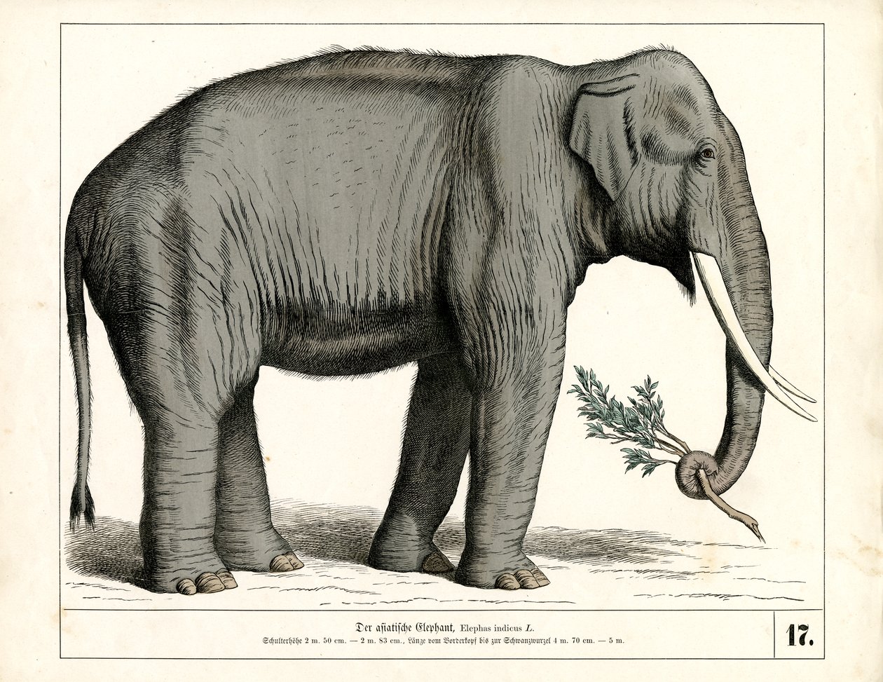 Den asiatiske elefant af Heinrich Leutemann