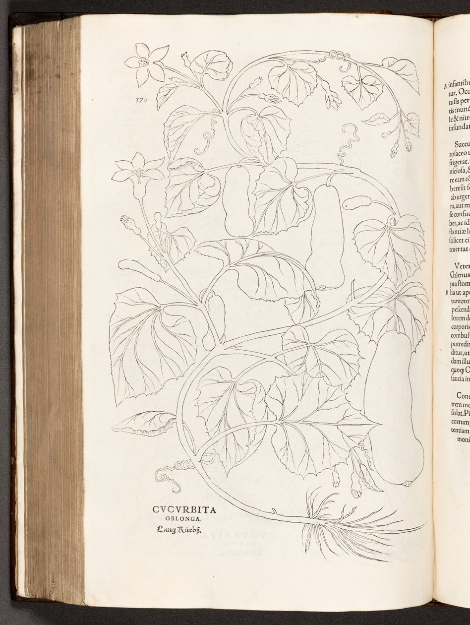 BT3.26.5 s.370 Courgette, illustration fra The history of raciale kommentarer af Leonhart Fuchs, 1542 af Heinrich and Meyer, Albert Fullmaurer