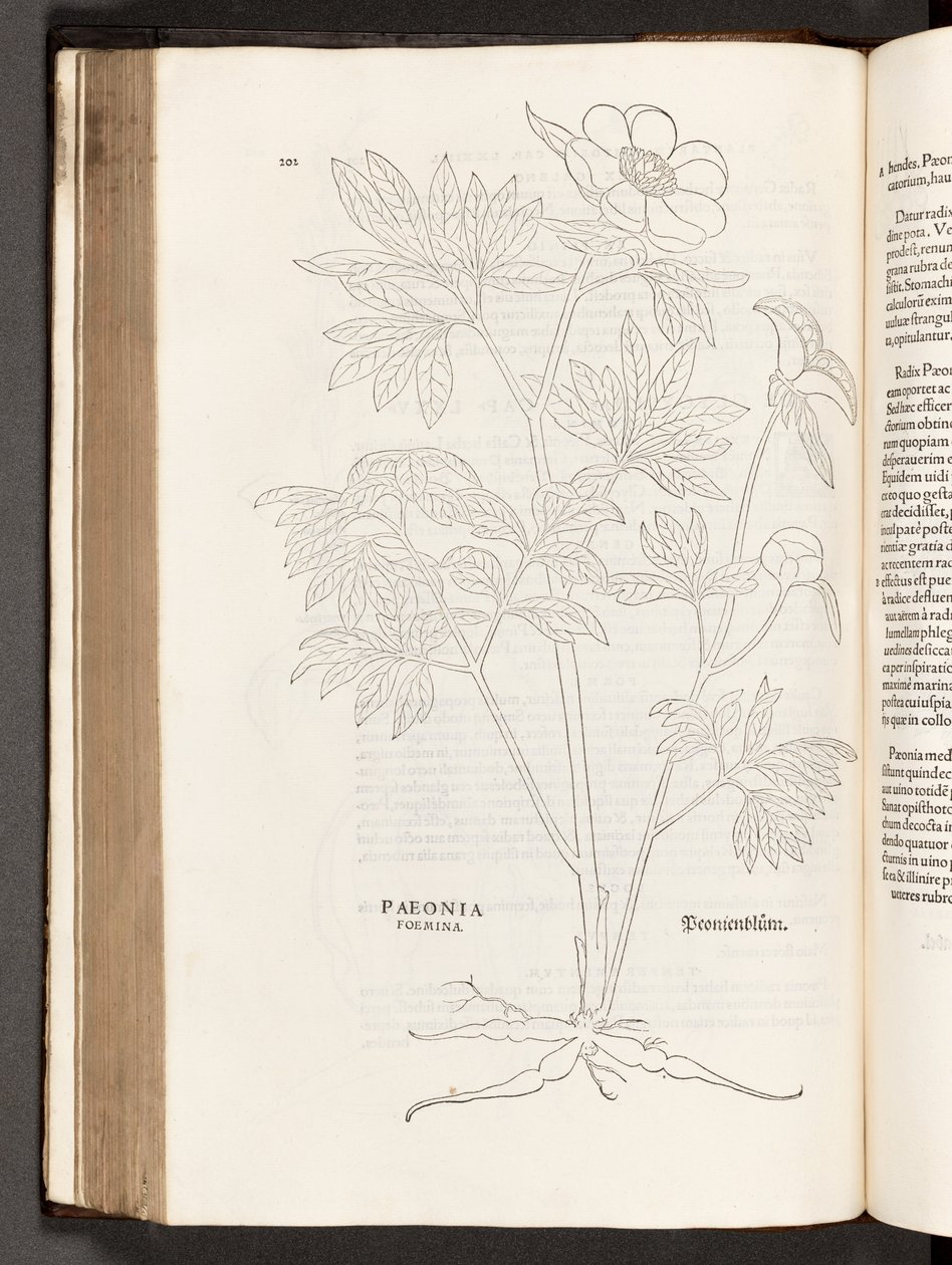 BT3.267.5 s.311 Paeony, illustration fra The history of raciale kommentarer af Leonhart Fuchs, 1542 af Heinrich and Meyer, Albert Fullmaurer