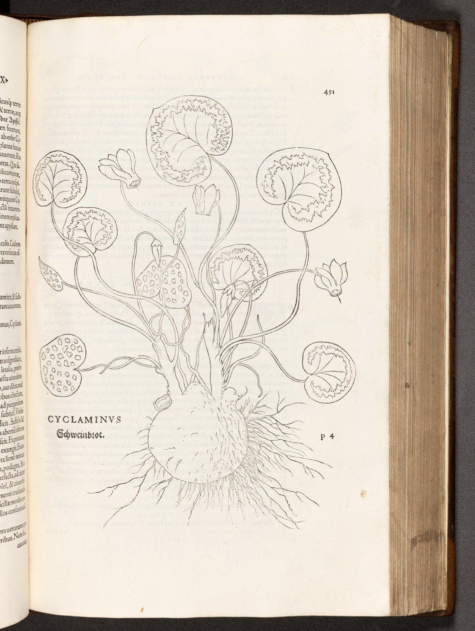 BT3.267.5 s.51 Cyclamen, illustration fra The history of racial differences af Leonhart Fuchs, 1542 af Heinrich and Meyer, Albert Fullmaurer