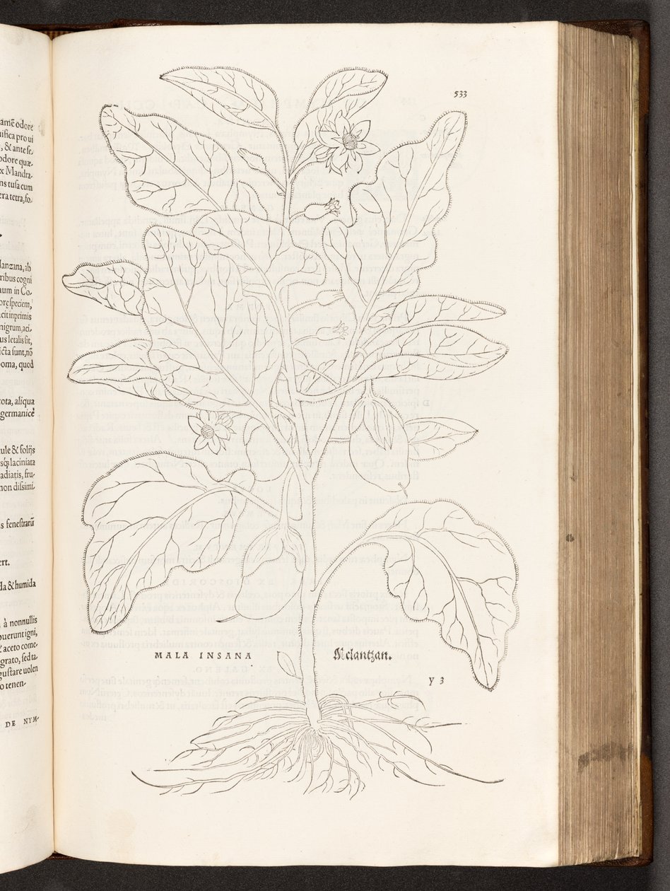 BT3.267.5 s.533 Aubergine, illustration fra The history of raciale kommentarer af Leonhart Fuchs, 1542 af Heinrich and Meyer, Albert Fullmaurer