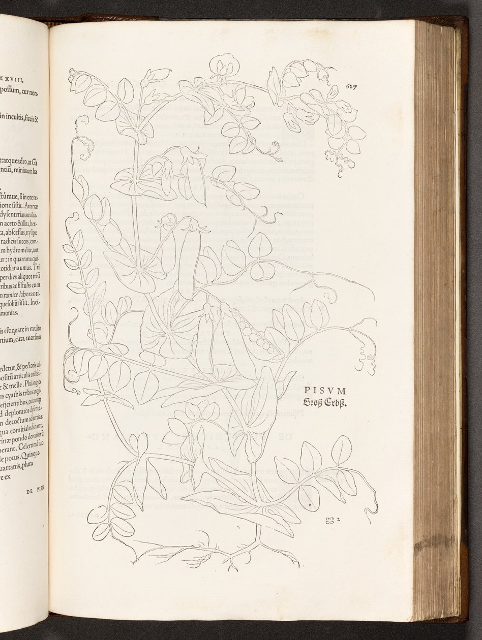 BT3.267.5. s.627 Ært, illustration fra The history of raciale kommentarer af Leonhart Fuchs, 1542 af Heinrich and Meyer, Albert Fullmaurer