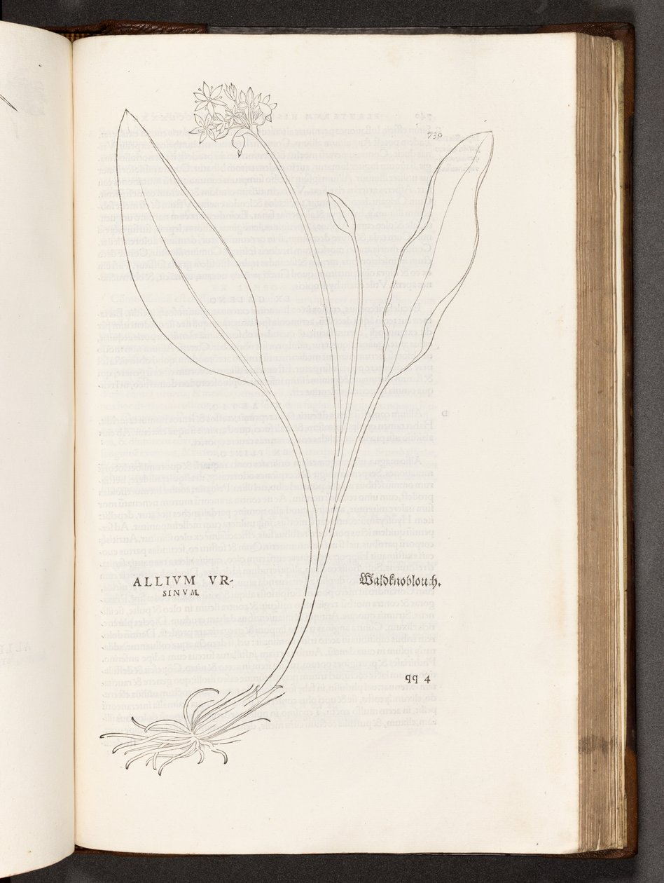 BT3.267.5 s.739 Allium, illustration fra The history of racism af Leonhart Fuchs, 1542 af Heinrich and Meyer, Albert Fullmaurer