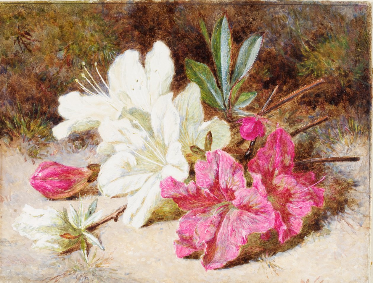 Azalea Bloom, ca. 1865-74 af Helen Cordelia Coleman Angell