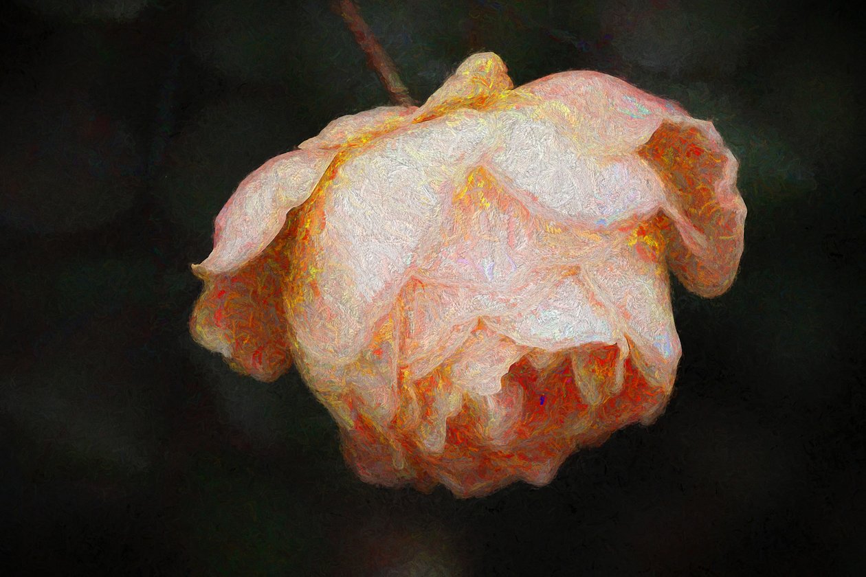 Bloom, 2018, af Helen White