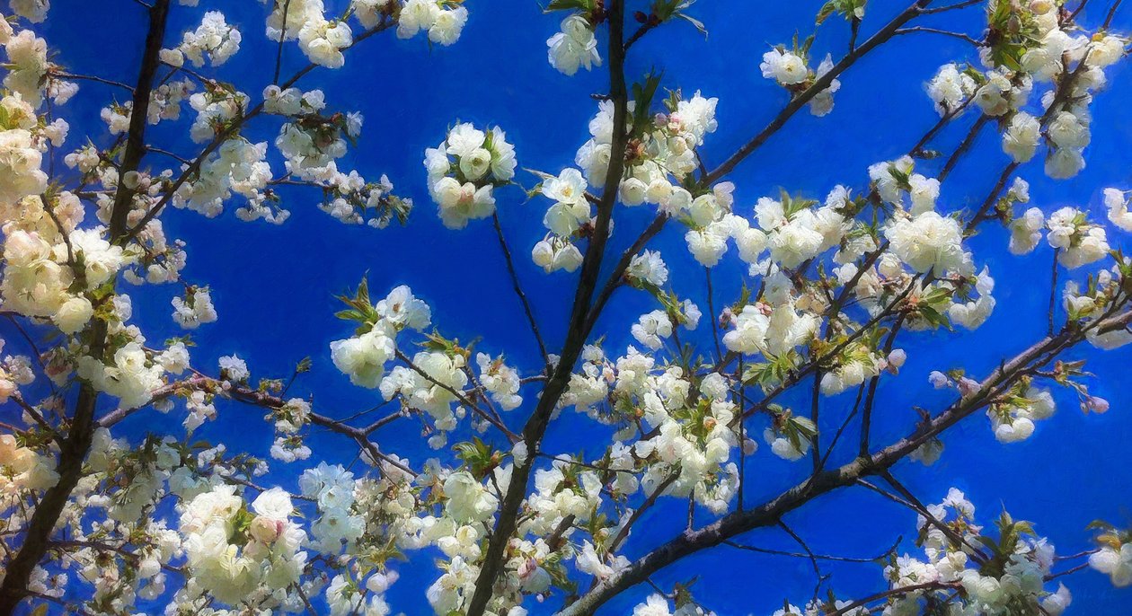 Blossom on Blue, 2018, af Helen White