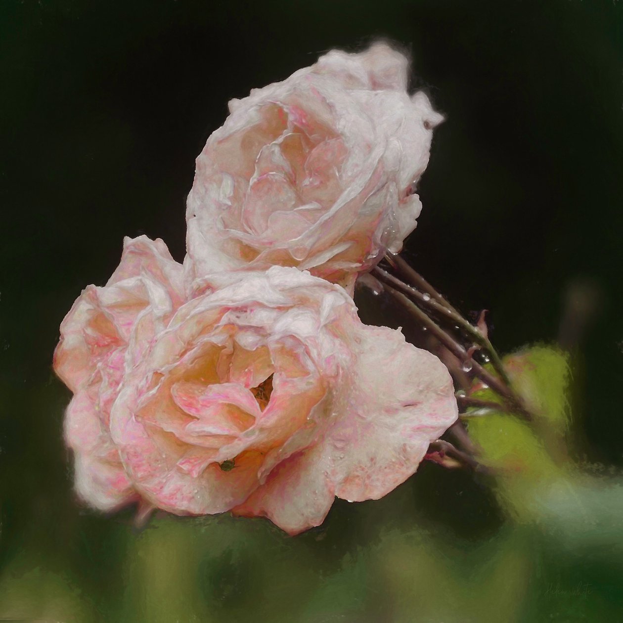 Blush Roses, 2018, af Helen White