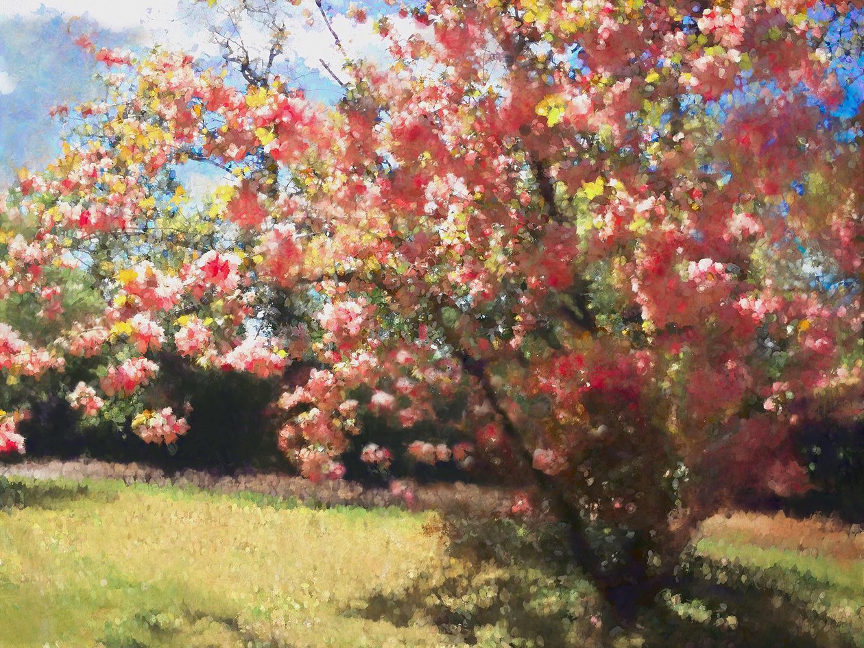Cherry Blossom, 2018, af Helen White