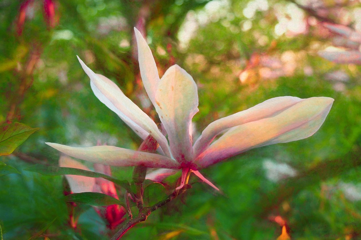 Magnolia, 2018, af Helen White