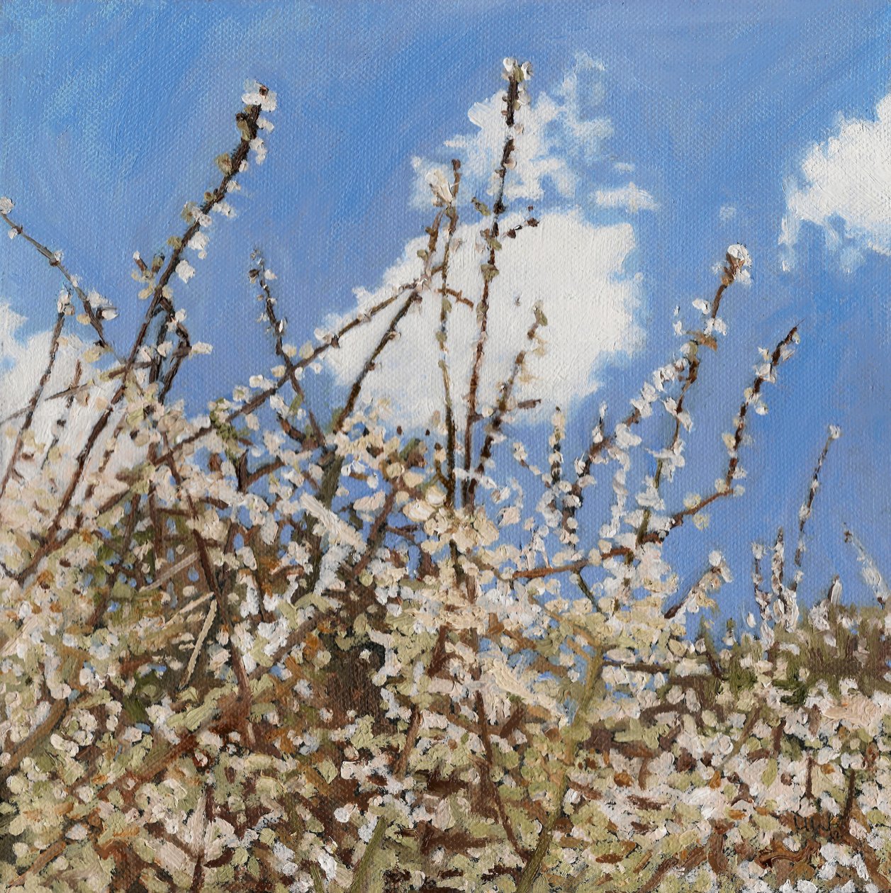 Mayflower, 2012, af Helen White