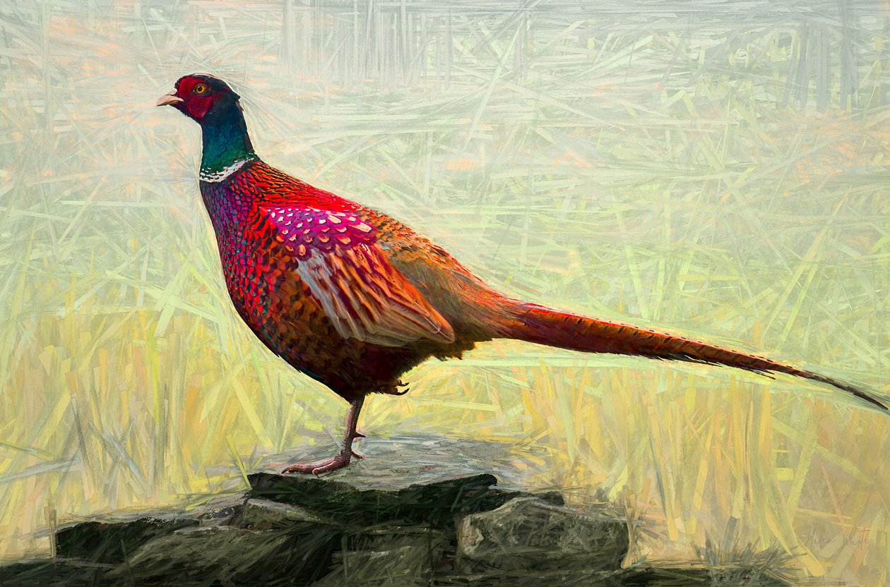 Pleasant Pheasant, 2018, af Helen White