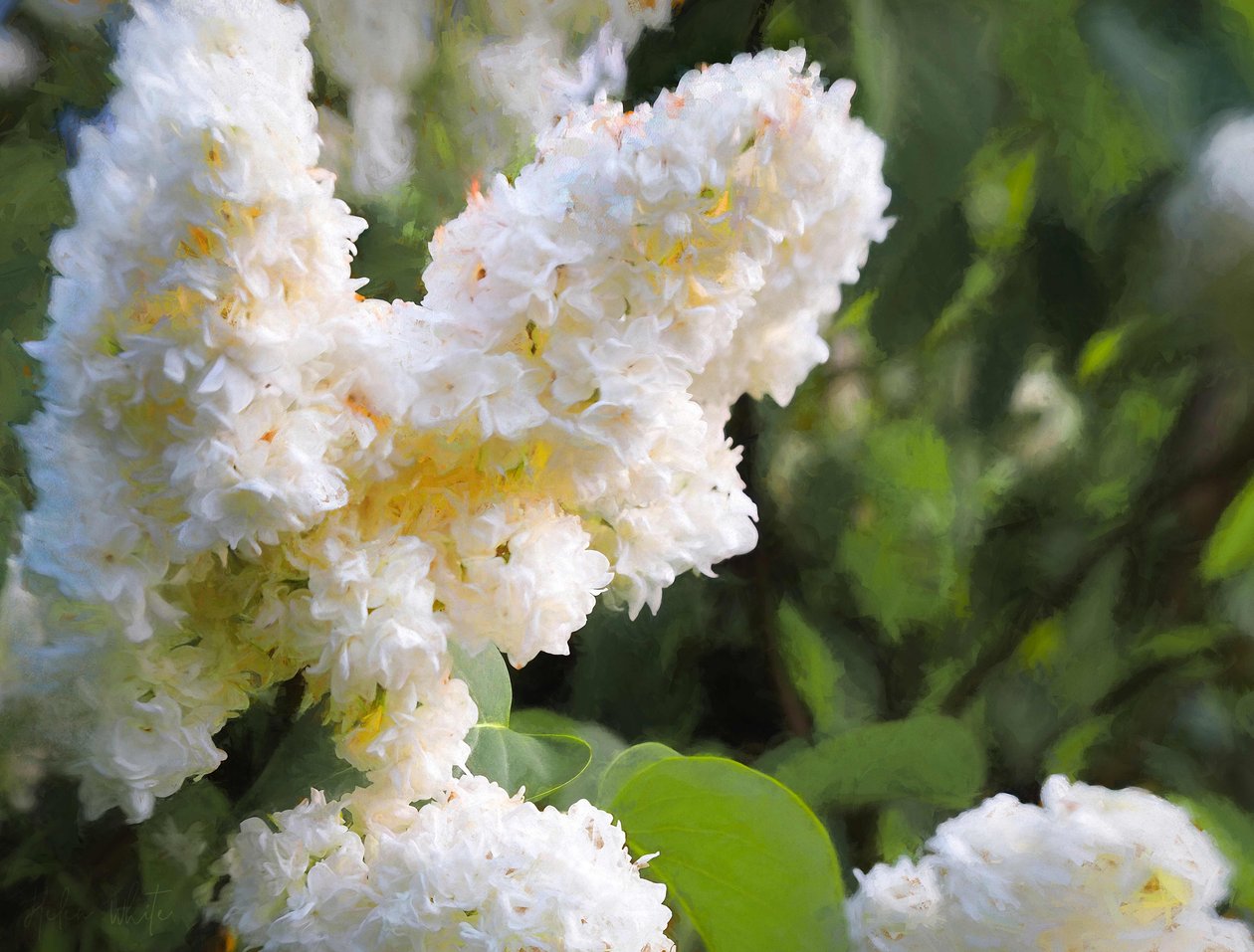 Pure White Lilac, 2018, af Helen White