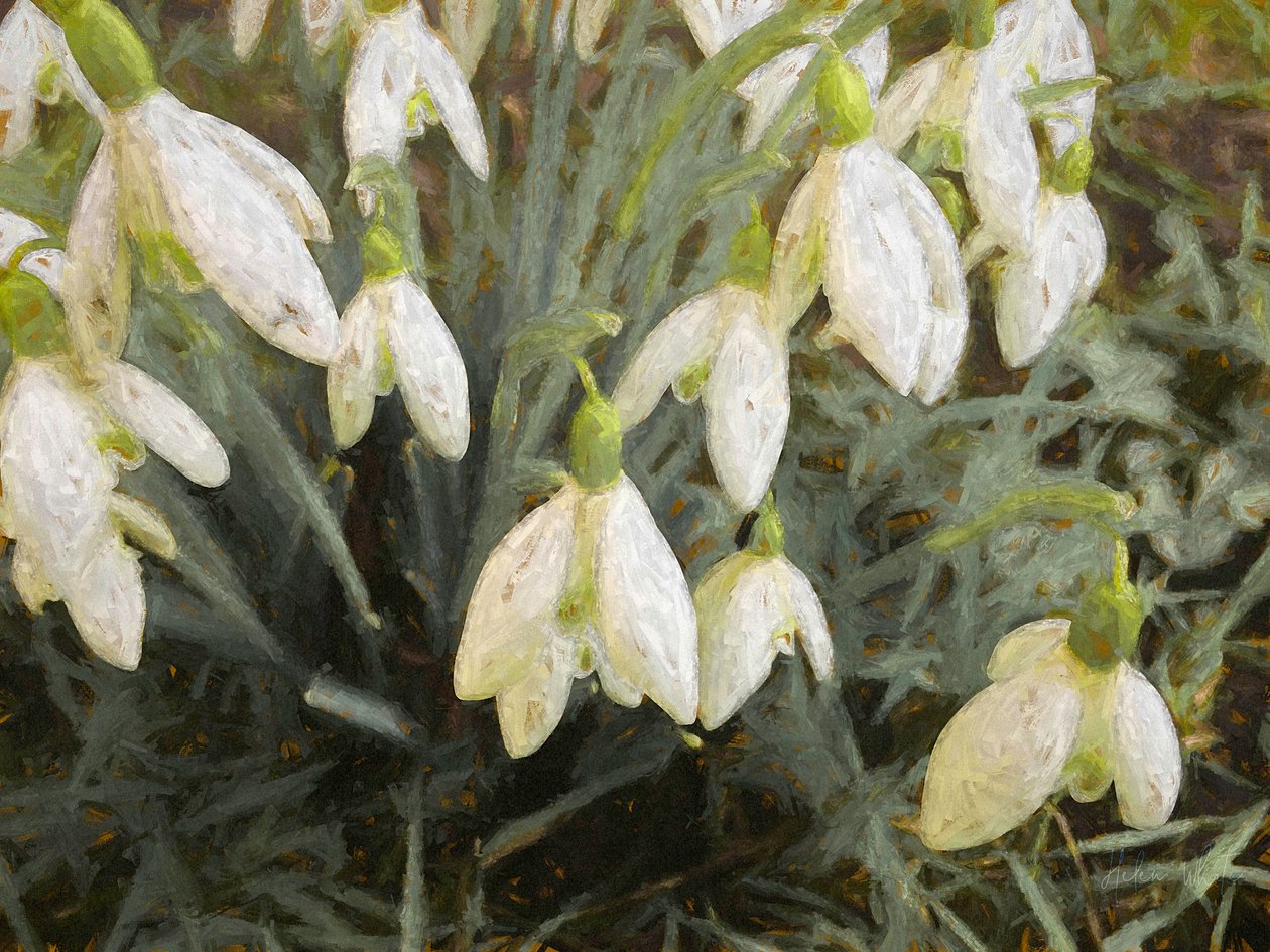 Vintergækker, 2019, af Helen White
