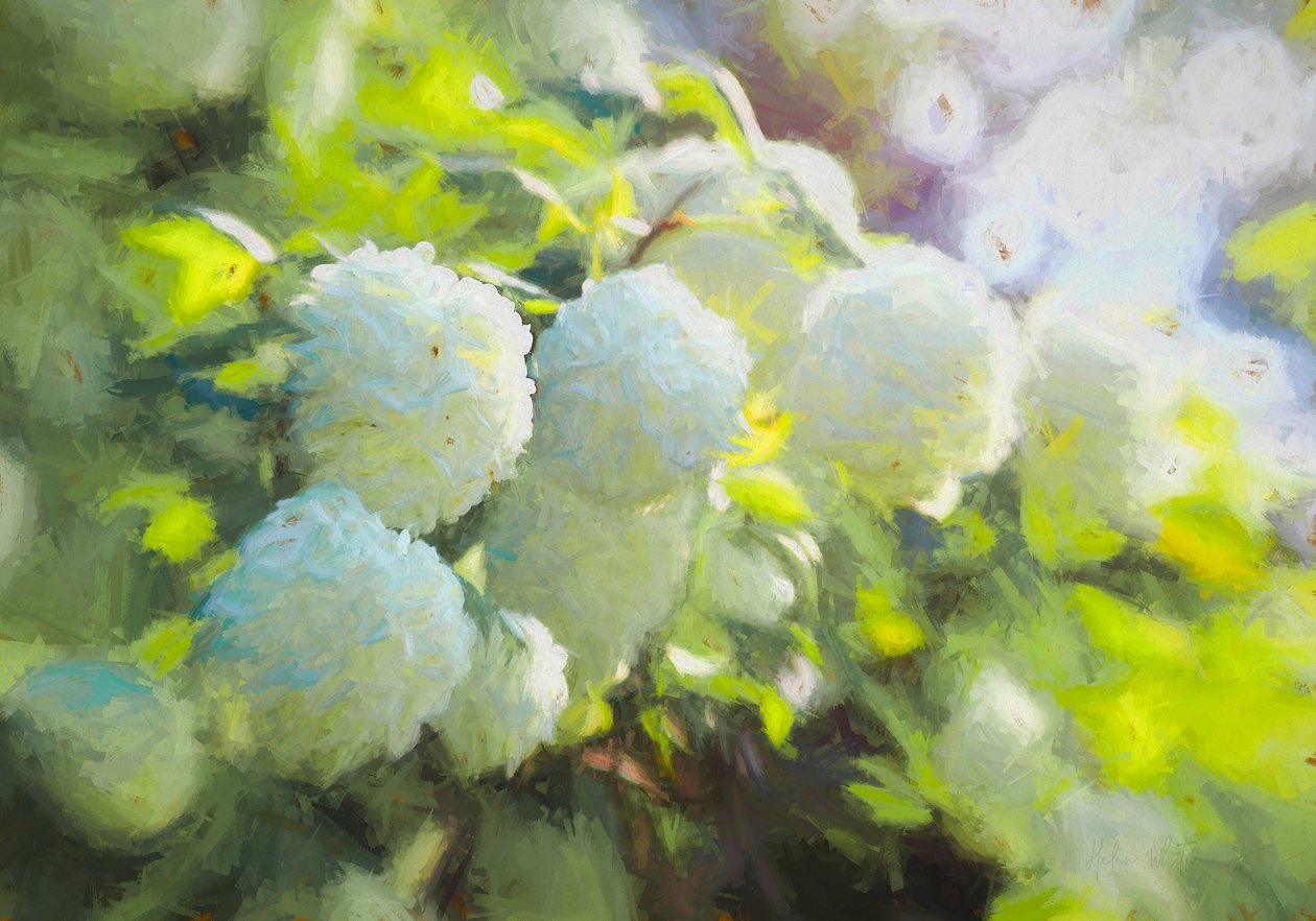 Softly Blooming, 2018, af Helen White