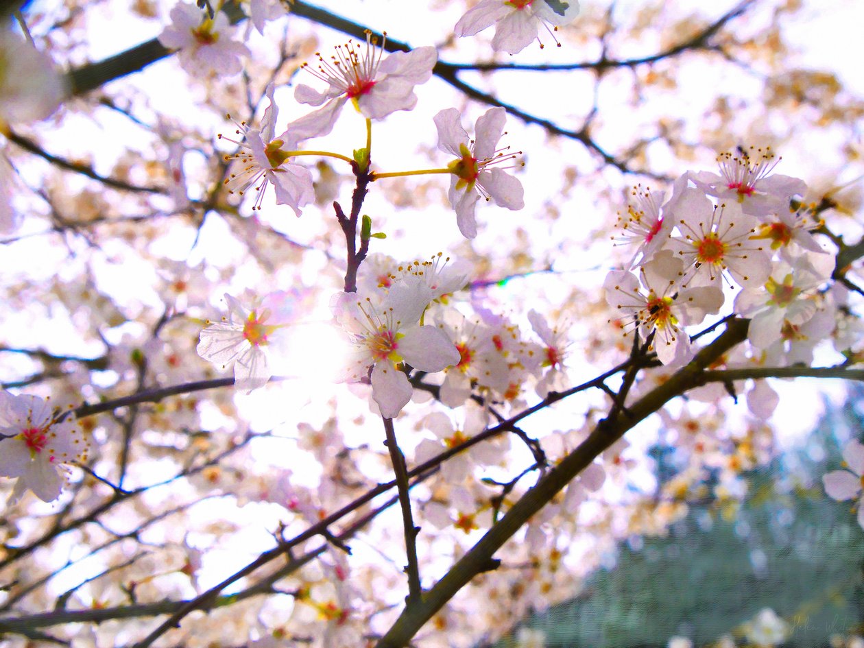 Spring Blossom, 2018, af Helen White