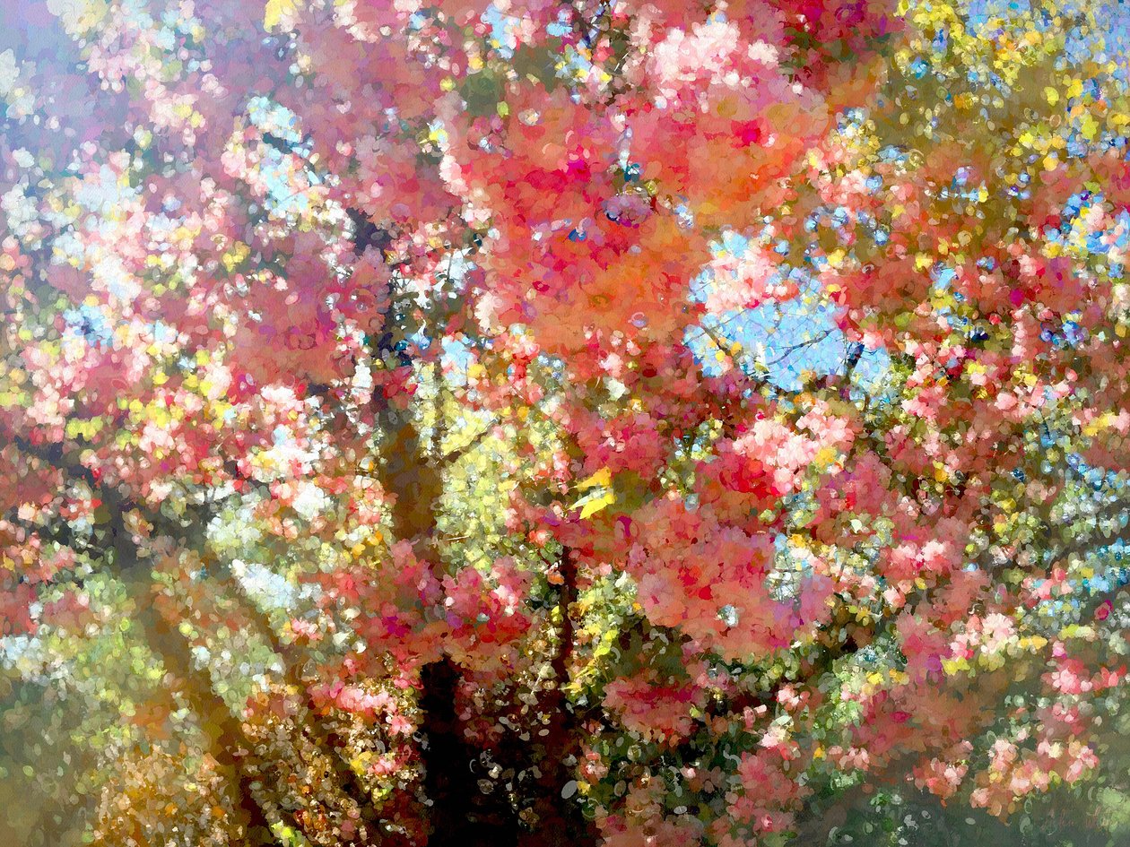Spring Blossom Sky, 2018, af Helen White