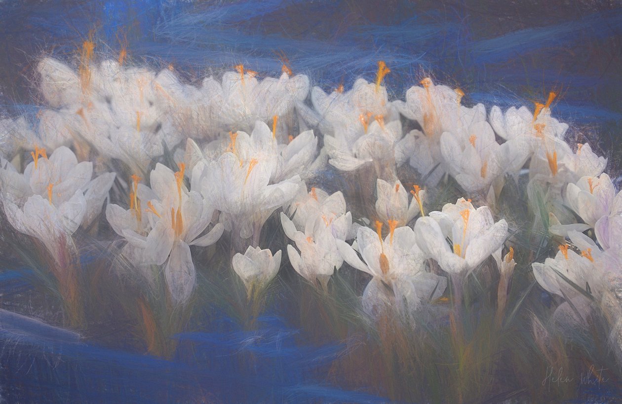 Forårskrokus, 2018, af Helen White