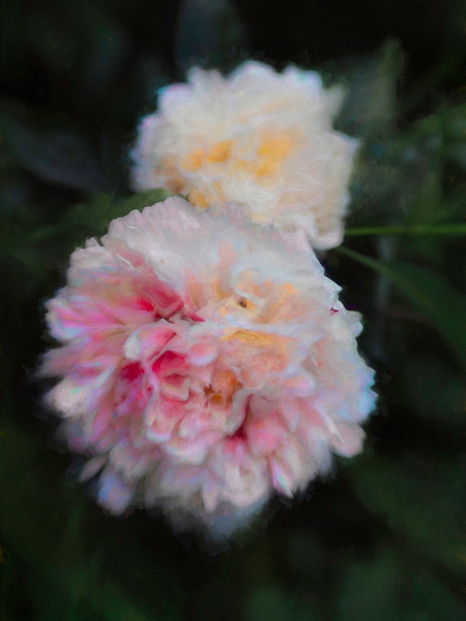 Sommerpæoner, 2018, af Helen White