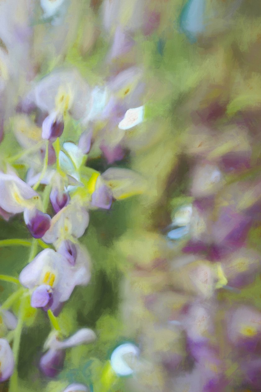 Under Wisteria, 2018, af Helen White