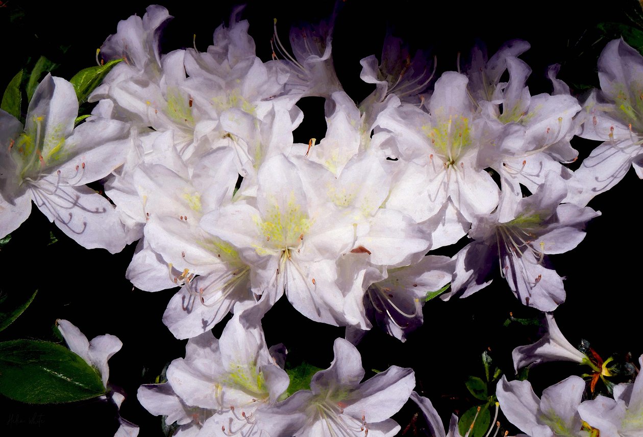 White Azhalias, 2018, af Helen White