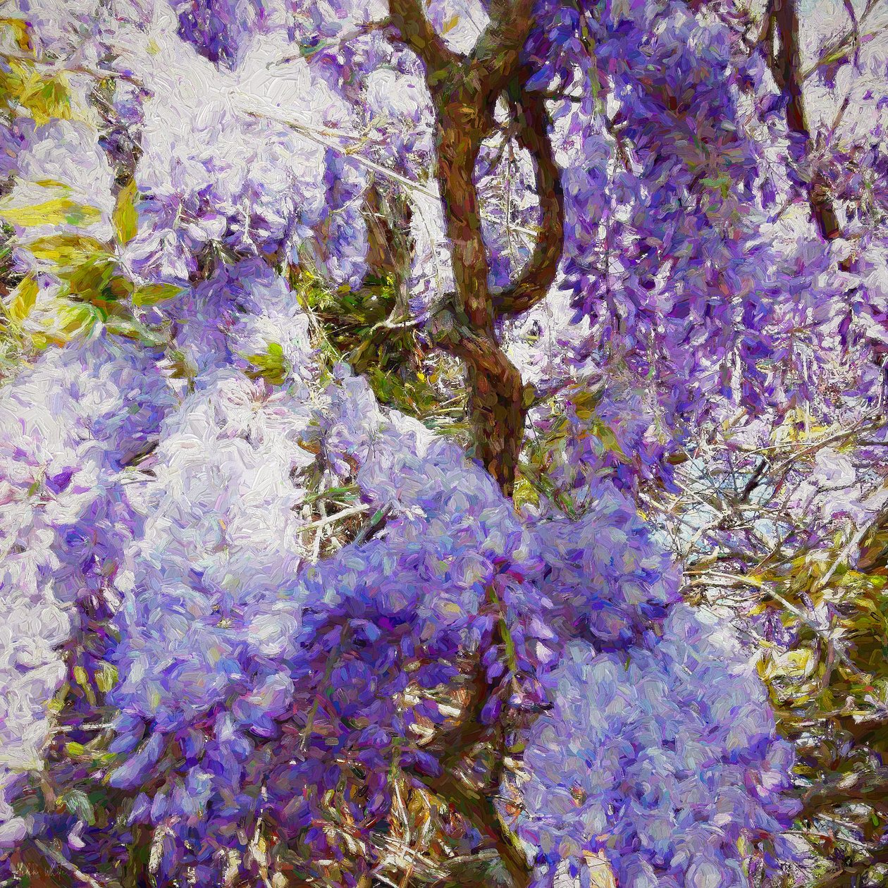 Wisteria, 2018, af Helen White