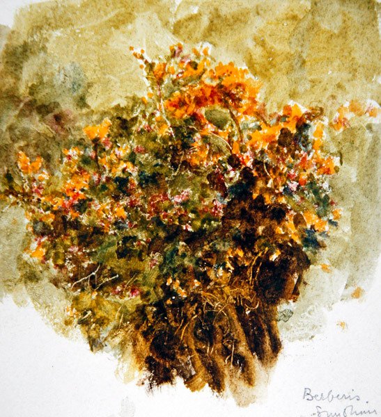 Berberis, Sunshine (akvarel på papir) af Helen Allingham