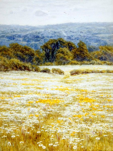 Oxeye Daisies, nær Westerham, Kent (akvarel på papir) af Helen Allingham