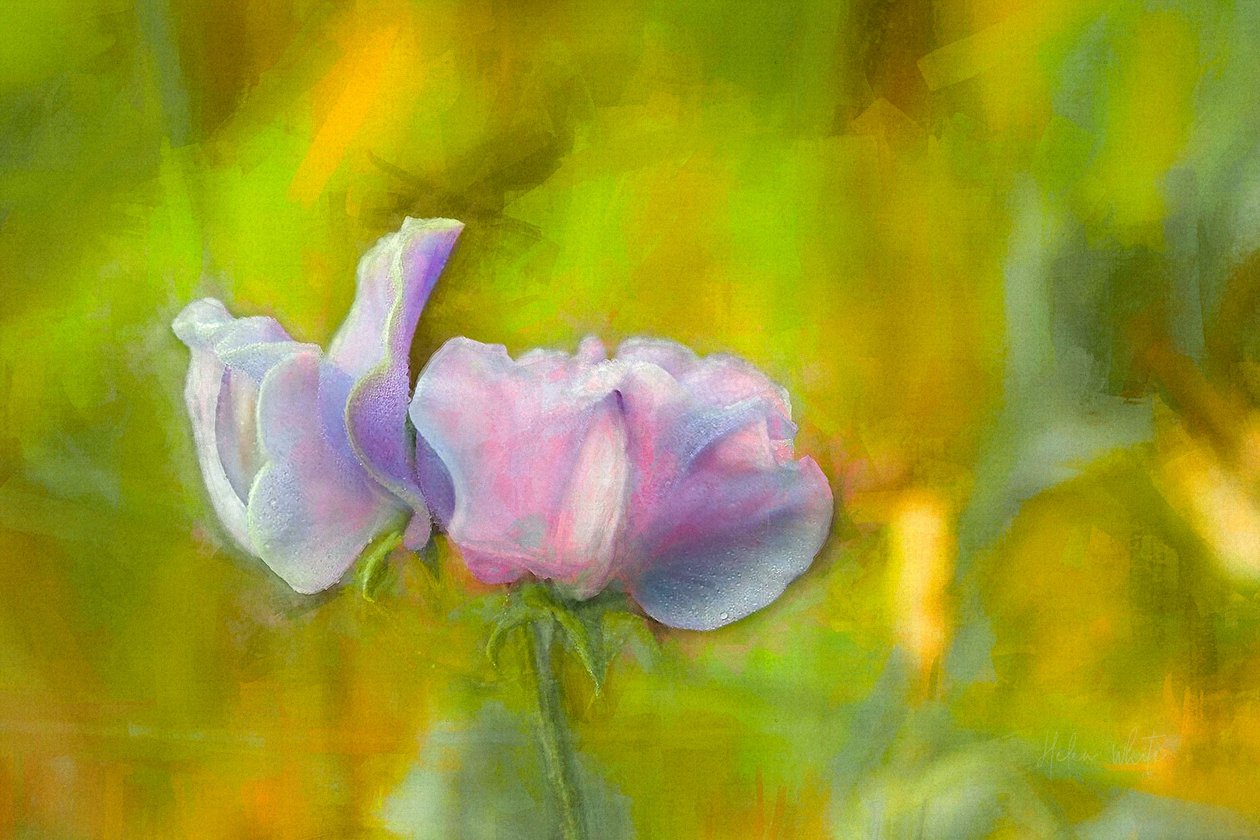 Autumn Sweetpea I, 2018 af Helen White