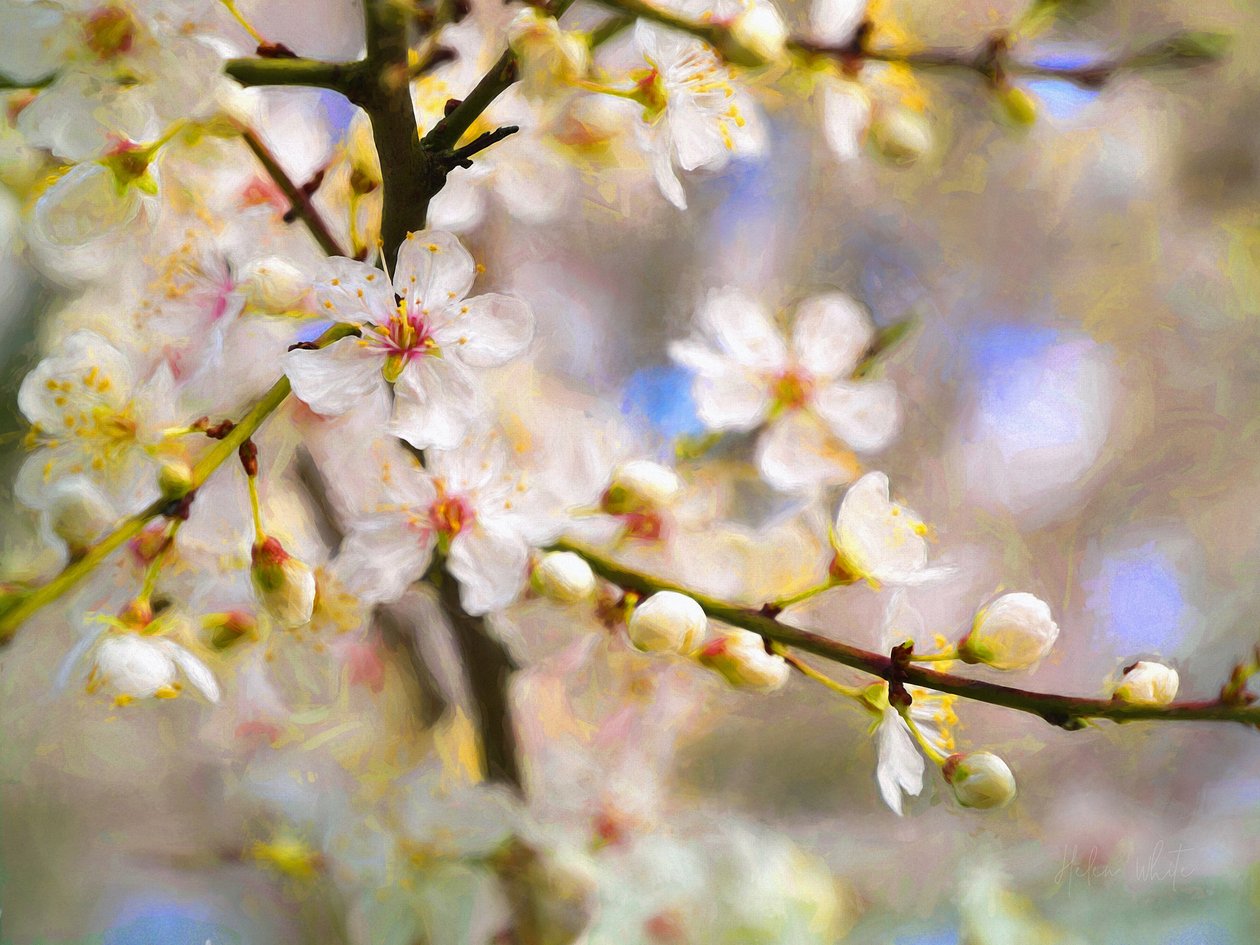 Blossom Joy, 2019 af Helen White