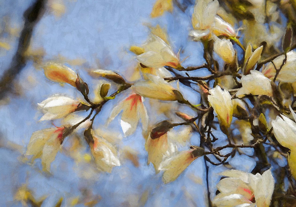 Blue Sky Magnolia, 2019 af Helen White