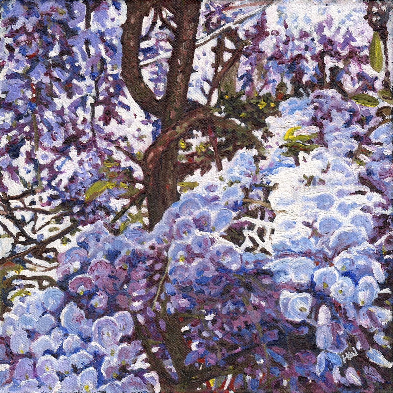 Blå Wisteria, 2012 af Helen White